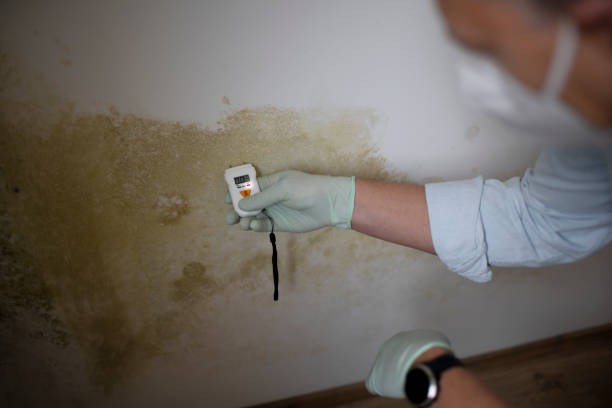 Best Professional Mold Removal  in Columbiana, AL